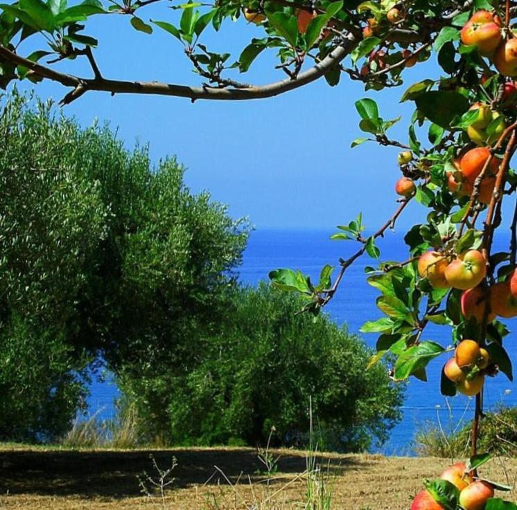 La Formica Villa Ascea Buitenkant foto